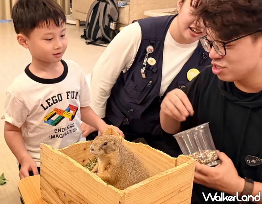 ▲土撥鼠化身動物守護者,透過近距離互動帶領孩子認識生態習性與安全保護觀念。圖/煙波國際觀光集團提供;窩客島編輯李維唐整理