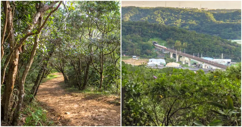 ▲「羊稠森林步道」平緩好走，沿途綠蔭環繞，夏日散步也相當涼爽，登上高處還能遠眺高鐵列車穿梭而過。