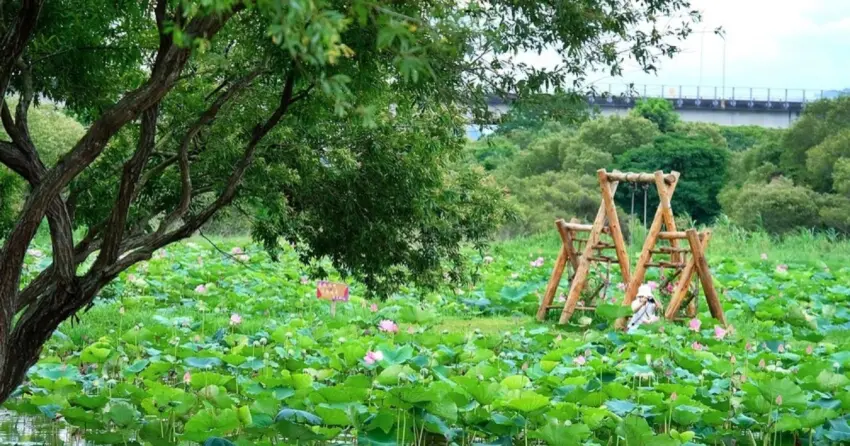 ▲夏季走進山佳河濱公園,「沐心池」便能看見荷葉鋪展,綠意與水岸相映成趣,是園區絕美的賞花景點。