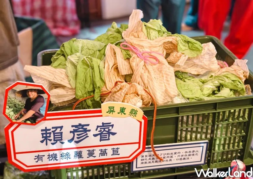▲屏東青農賴彥睿放下建築設計改畫菜園,主力栽種的有機綠蘿蔓萵苣清脆鮮甜,非常適合夏天生食涼拌。(攝影:鄭雅之)