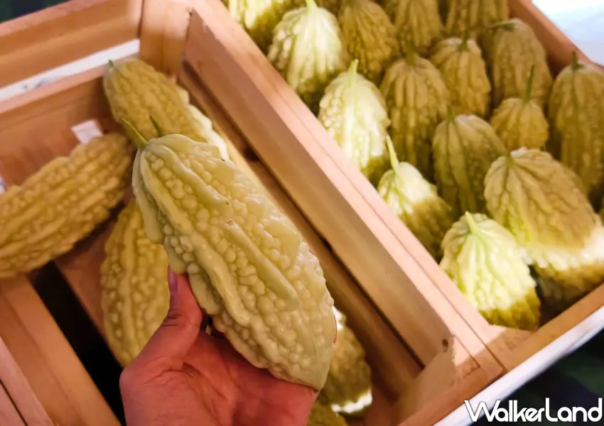 ▲青農蔡牧群在有機農地實踐循環農業,以蜂群授粉栽種出飽滿紮實的山苦瓜,入口清脆,咀嚼後自然回甘。(攝影:鄭雅之)