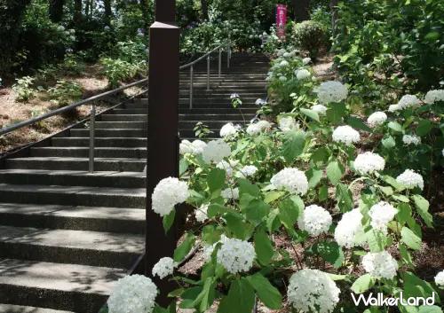 兩萬株繡球花免費拍！橫濱八景島一日遊，超萌企鵝遊行、海景樂園全攻略。