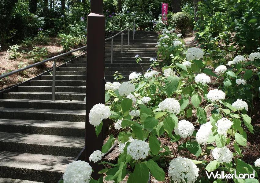 ▲「繡球花坡道」兩側的繡球花綻放,花景一路向上延伸,拍起來很有層次感。