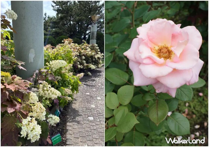 ▲「丘之廣場」為八景島上的玫瑰園,夏季能同時看見繡球花與玫瑰綻放,漫步其中相當浪漫。