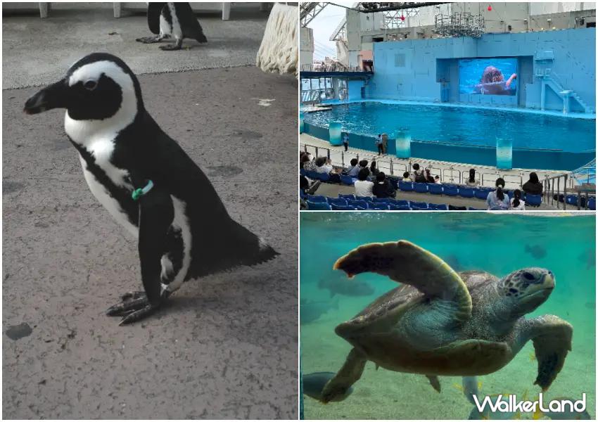 ▲八景島水族館可欣賞各式海洋生物,也有多場演出活動,喜歡企鵝別錯過每日限定的企鵝遊行。