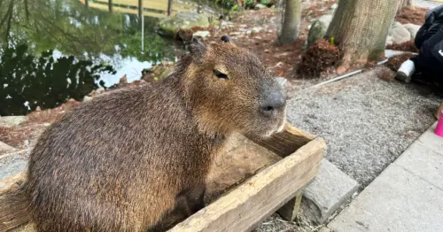 宜蘭冬山景點推薦7選！超萌宜蘭水豚農場 免門票植物園，必玩宜蘭景點一次收。