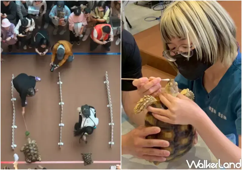 ▲兩棲爬蟲特寵見面會現場展出變異球蟒、巨型陸龜,以及軟萌守宮、龍貓。
