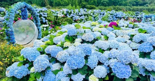 8000坪繡球花滿開超好拍！萬里一日遊玩透北海岸，現炊萬里蟹一定要預約。