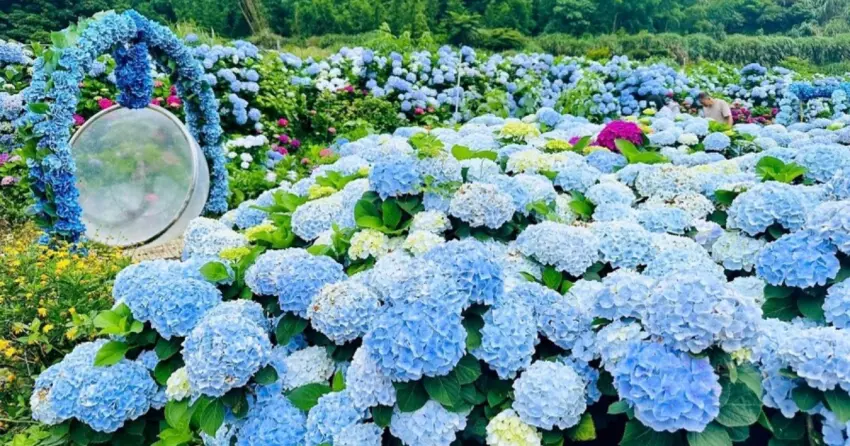 ▲「高家繡球花田」是北部著名的繡球花景點,8000 坪花海沿著山坡綿延盛開,滿版藍紫色花球一次拍好拍滿。
