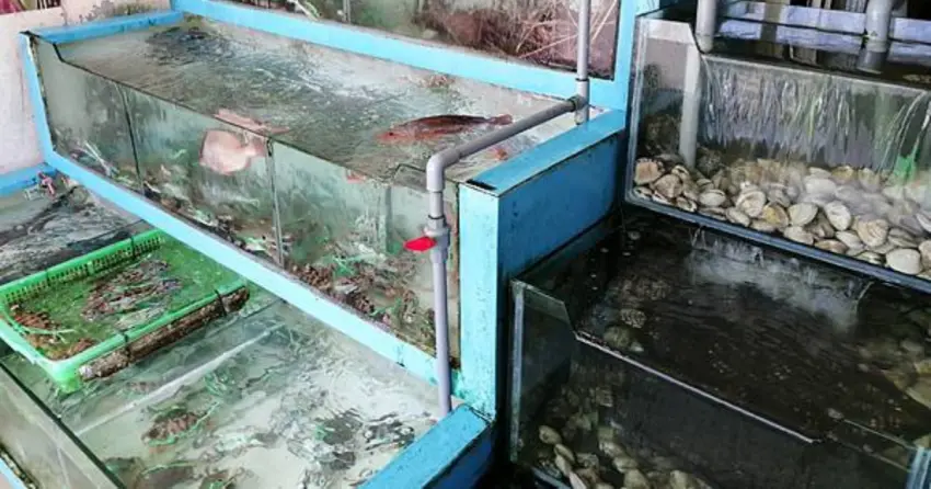 ▲「楓味萬里蟹」店內設有海鮮水槽,螃蟹、貝類等都由客人現場挑選,秤重後再料理,價格與新鮮度皆一目瞭然。