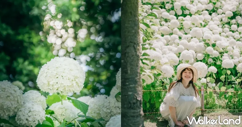 ▲盛開的純白安娜貝爾繡球花宛如夢幻雪球,非常適合女孩們在花叢前留下甜美出遊照。圖/道の駅神戶水果鮮花公園大沢提供;窩客島整理