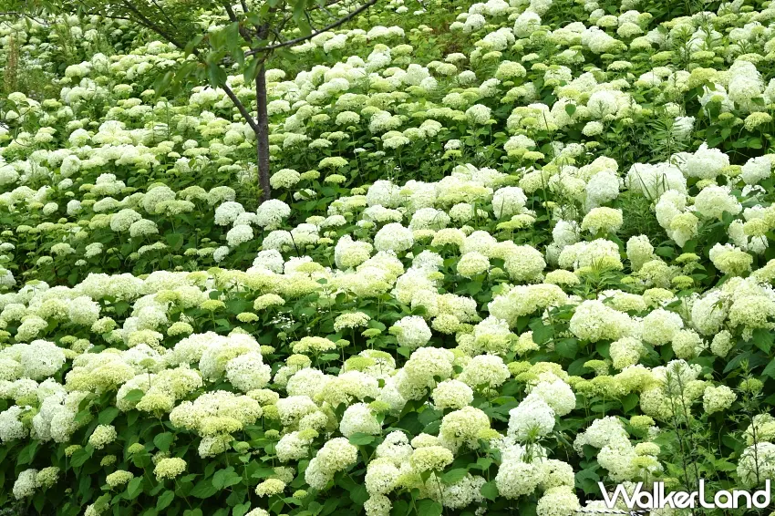 ▲漫山遍野盛開的白色安娜貝爾繡球花海,在初夏微風中交織成壯觀的白色雲海。圖/道の駅神戶水果鮮花公園大沢提供;窩客島整理
