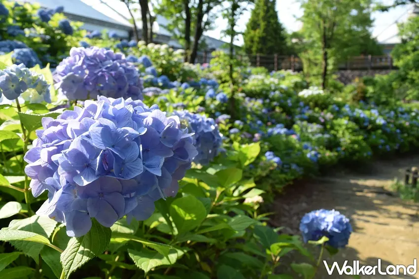 ▲除了純白花海,園區內也能觀賞到由深至淺、層次豐富的經典藍紫色繡球花步道。圖/道の駅神戶水果鮮花公園大沢提供;窩客島整理