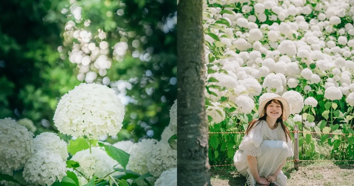 神戶隱藏版歐風城堡花海！2026大沢白色繡球花祭限時兩天，必拍黃金日落與彩色雨傘天空隧道。