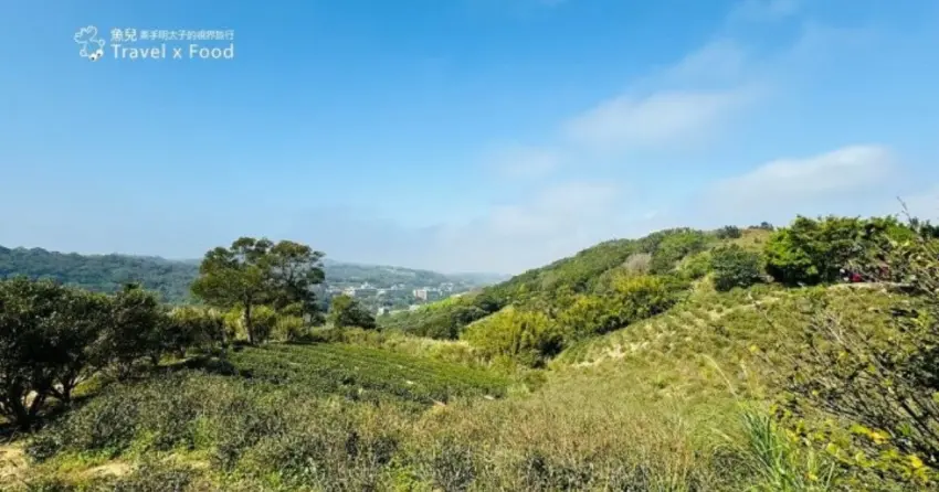 ▲「秀才登山步道」沿途能欣賞茶園與山丘風景,路段平坦好走,天氣晴朗時視野更遼闊,散步踏青相當舒心。