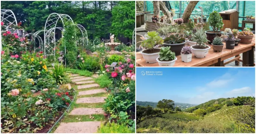▲楊梅藏著不少花草綠意景點,從戶外花園到山丘風景都很適合慢慢散步,晴朗夏日走起來格外舒服。