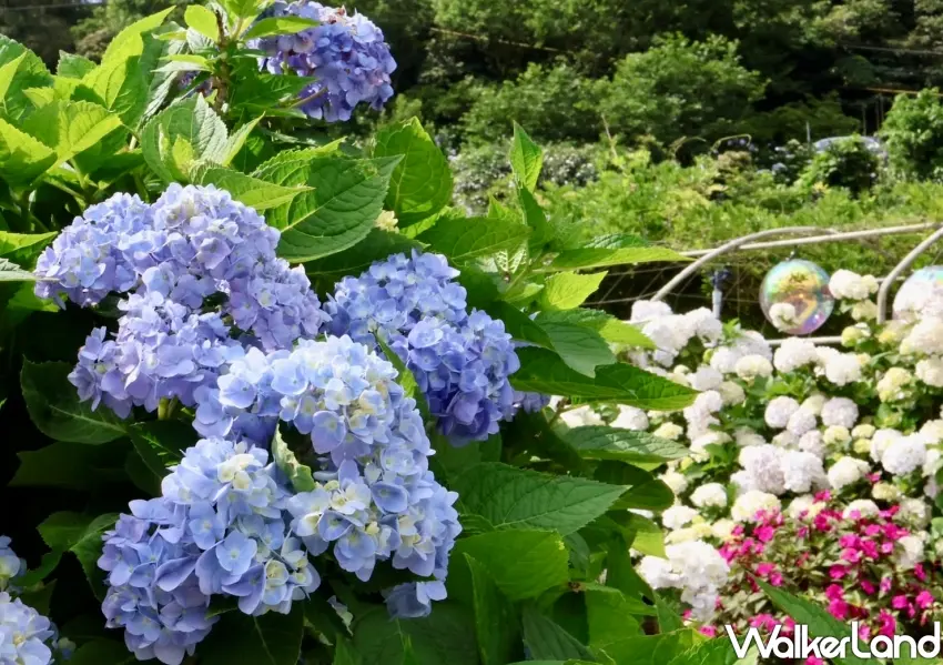 ▲夏日網美行程推薦漫步北海岸,欣賞萬里高家繡球花海與臺灣原生野百合繽紛盛開的季節限定美景,將海天一色的療癒風景盡收眼底。