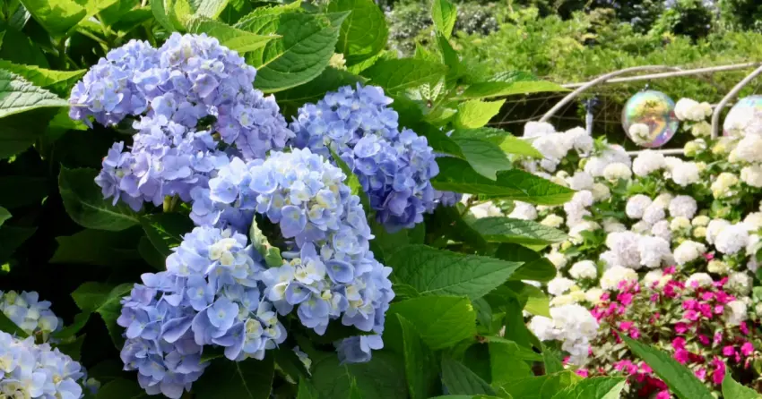 新北青春山海線超美！北海岸一日遊夏日限定玩法，拍繡球花花海、福隆沙雕再吃海產。