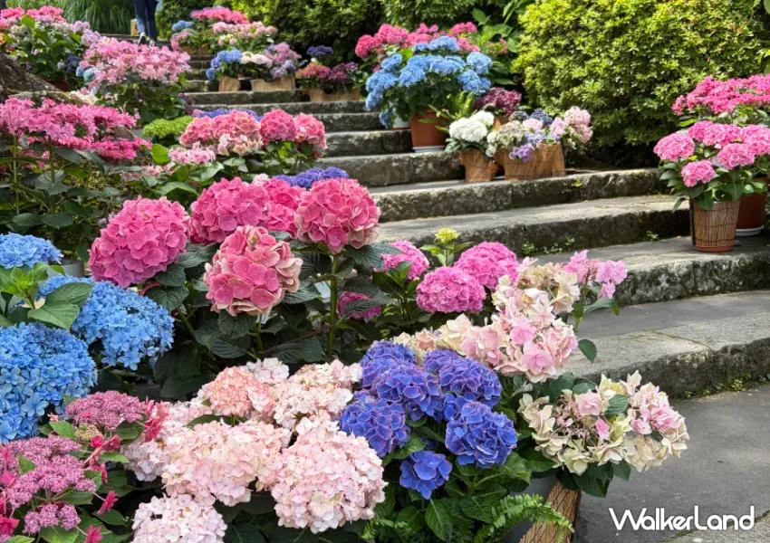 ▲「強羅公園」四季皆有花卉點綴,夏季來訪時能欣賞滿滿繡球花,畫面相當療癒。(攝影:陳怡吟)