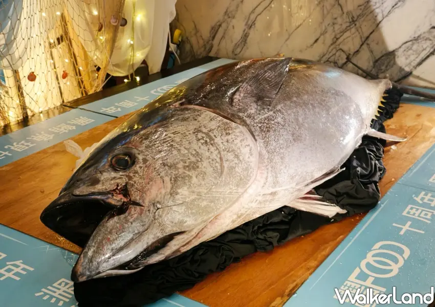 ▲上百公斤黑鮪魚震撼登場,現場猜重量就送30天吃到飽,大直BUFFET話題性十足。(攝影:鄭雅之)