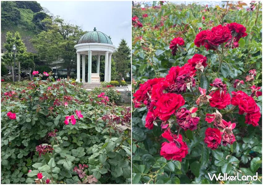 ▲「Verny 公園」種植上千株玫瑰，法式庭園搭配港邊風景非常浪漫。（攝影：陳怡吟）
