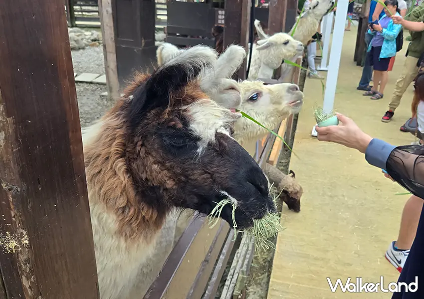 ▲宜蘭室內景點推薦「蘭陽動植物王國」戶外草坪區有個性溫馴的羊駝與高大駱馬（攝影：蕭芷琳）