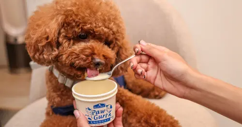 毛小孩可以吃冰嗎？倍力首創益生菌優格冰淇淋與全齡犬肉蓉粥，現場結帳最高現折600元。