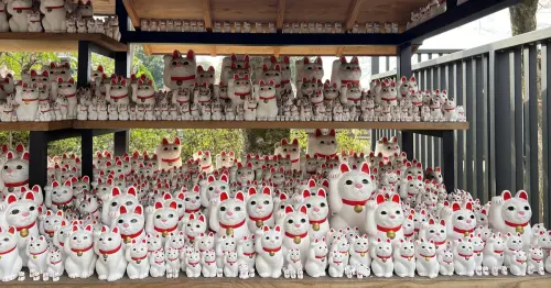 一群不抱金幣的白貓！走進東京世田谷豪德寺，讀懂日本招福貓文化的起源與信仰寓意。