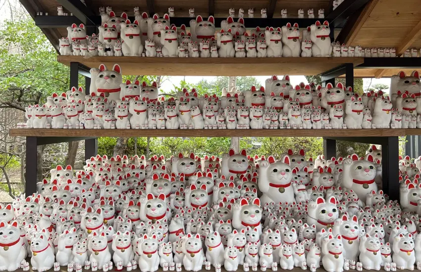 ▲寺院境內最具代表性的景觀,莫過於招福貓奉納所,成千上萬隻白色招福貓整齊排列於殿旁。