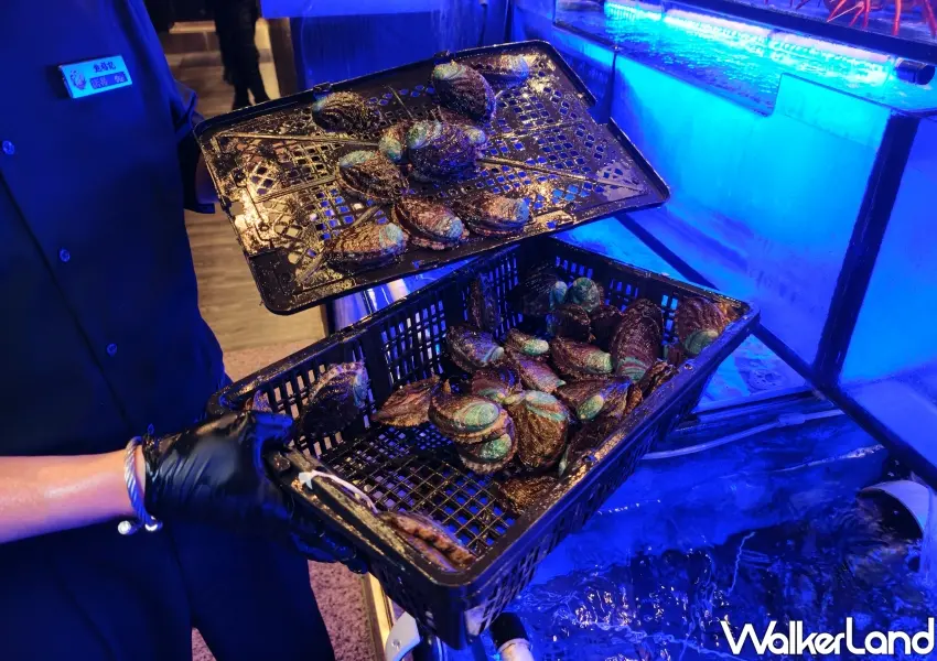 ▲店內設有專業水族箱,強調活體鮑魚現點現撈,確保每一顆鮑魚在下鍋時都維持最頂級的甘甜與彈牙口感。(攝影:鄭雅之)