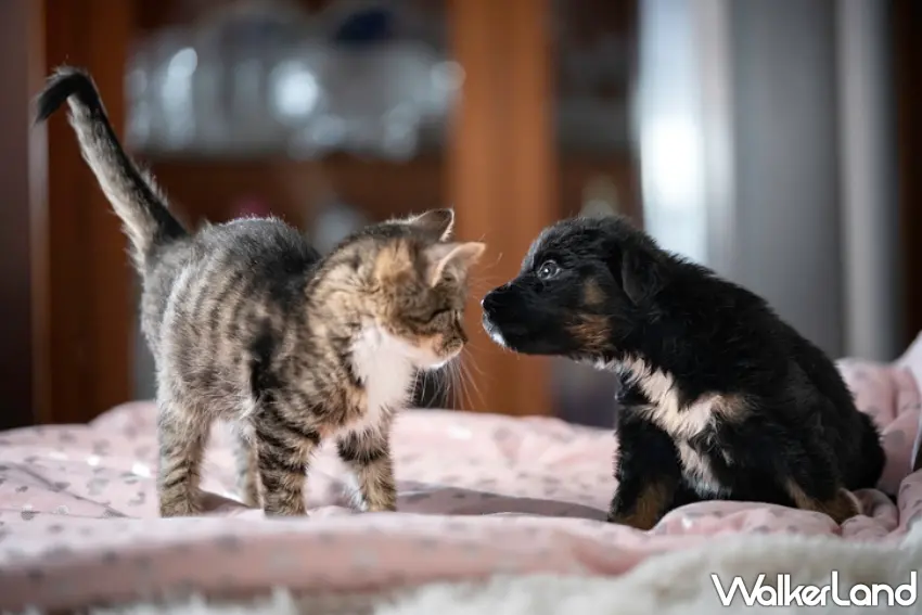 ▲法國皇家呼籲飼主把握幼齡貓犬的黃金成長期，以精準營養與正確日常照護為毛孩奠定健康基礎。圖／法國皇家提供；窩客島編輯李維唐整理