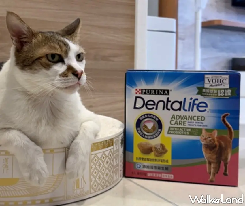 ▲通過美國 VOHC 認證，「普瑞納 DENTALIFE 貓咪潔牙餅」有效控制牙菌斑及牙垢形成。圖／台灣雀巢提供；窩客島編輯李維唐整理