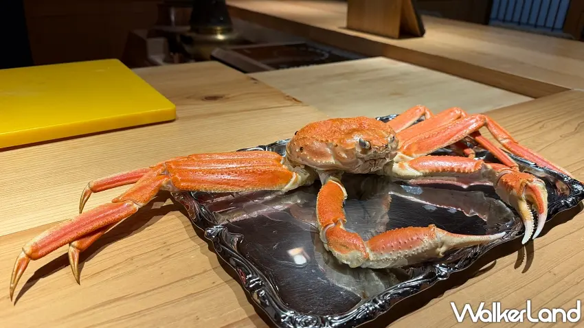▲每週由日本豐洲市場直送的整隻當季頂級松葉蟹,展示於板前準備料理。 圖/窩客島編輯李維唐 攝