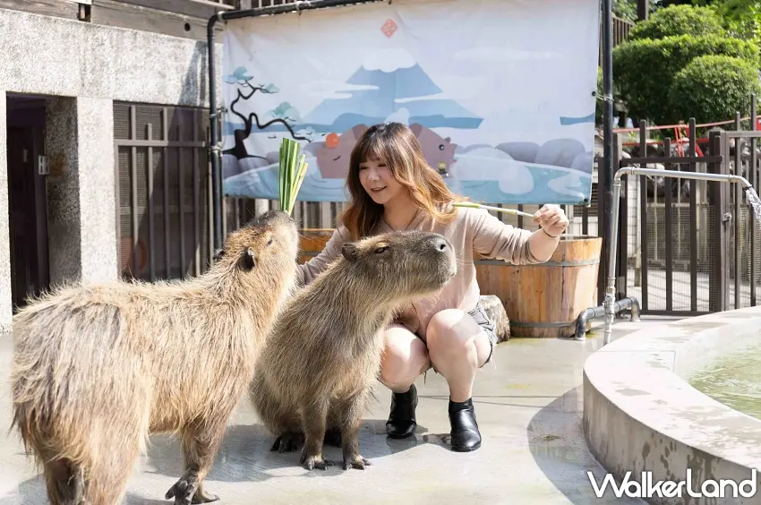 ▲9月教師憑證享250元優待票與牧草一把，壽星與教師享柚子茶買一送一。9/25至9/28連假期間宜蘭縣民純遊園只需150元。 圖／綠舞國際觀光飯店提供；窩客島編輯李維唐整理