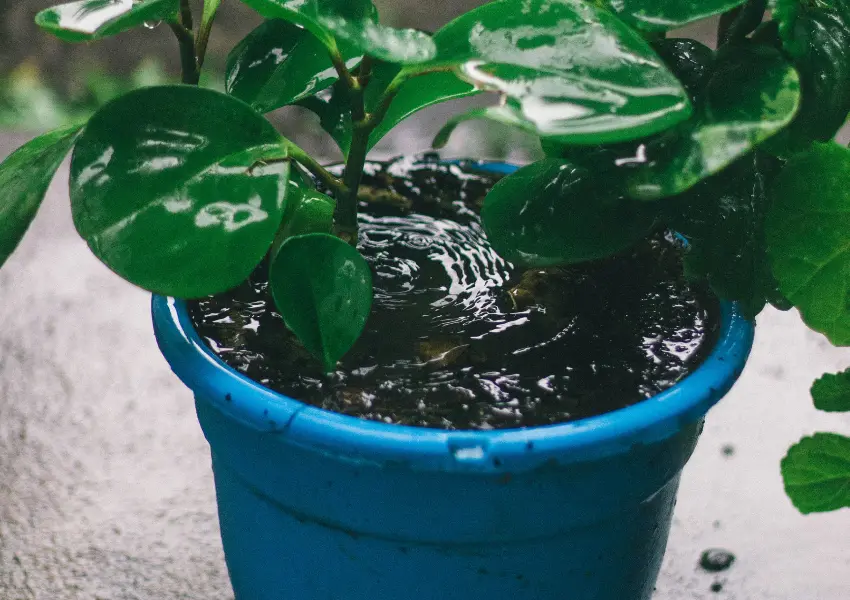 ▲連日豪雨導致多處積水,濕熱環境易成為病媒蚊迅速繁殖的溫床。