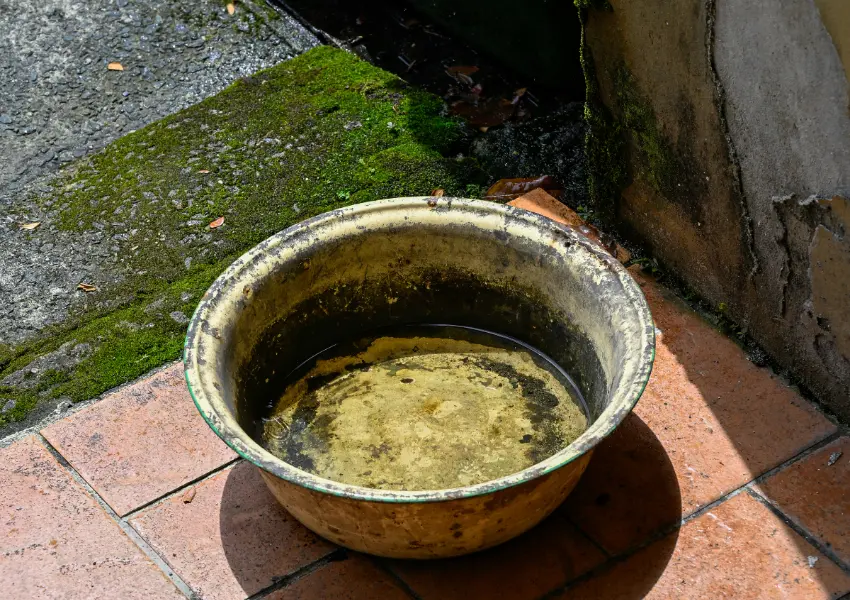 ▲僅0.5公分的微小積水就能養蚊子,清理家園時務必多加留意。