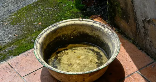 0.5公分積水就能養蚊子！雨後落實「巡倒清刷」四步驟，杜絕積水死角防堵病媒蚊。