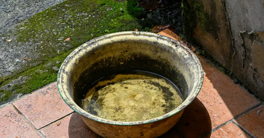 0.5公分積水就能養蚊子！雨後落實「巡倒清刷」四步驟，杜絕積水死角防堵病媒蚊。