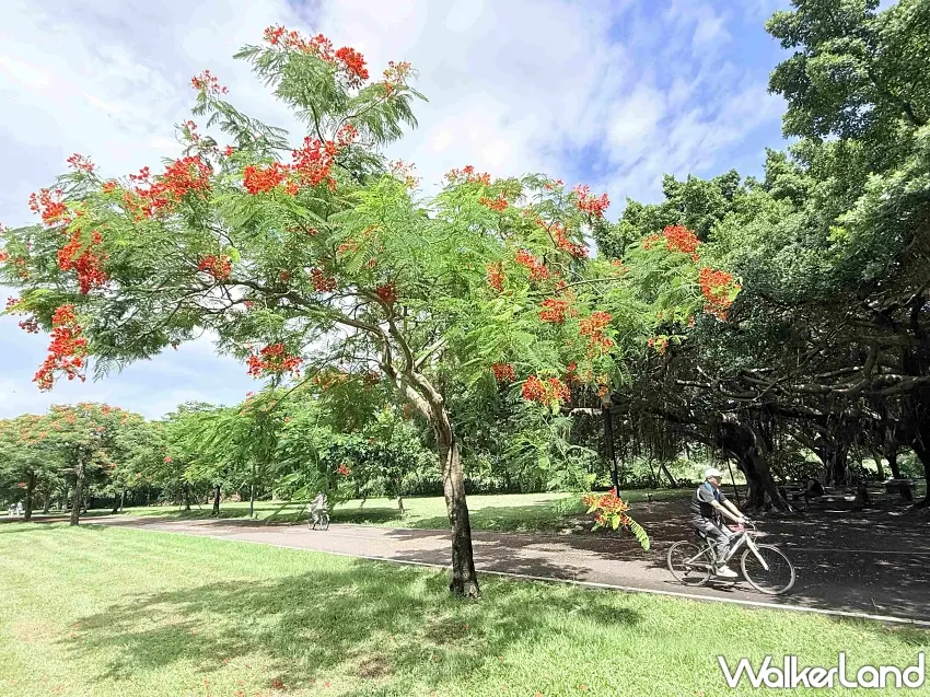 ▲大漢溪右岸綠意盎然,民眾騎乘單車悠遊於鳳凰木樹蔭步道間。 圖/新北市政府高灘地工程管理處提供;窩客島編輯李維唐整理