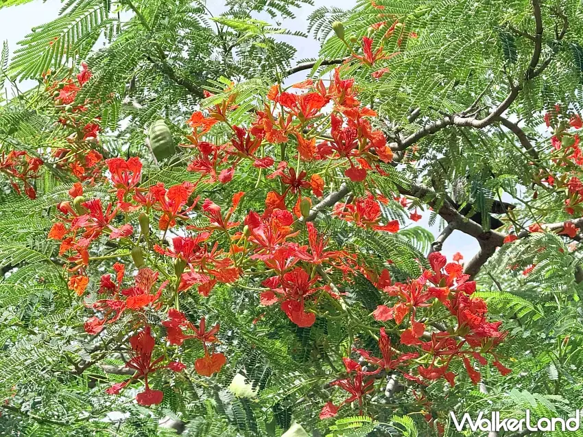 ▲火紅鮮豔的鳳凰木花朵於夏末盛開,迎風展現熱情姿態。 圖/新北市政府高灘地工程管理處提供;窩客島編輯李維唐整理