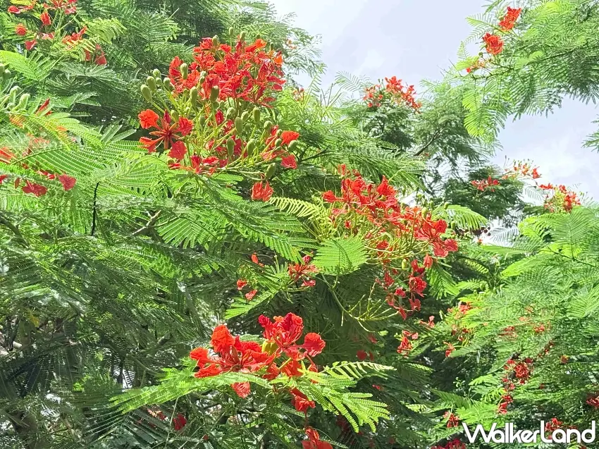 ▲翠綠羽狀複葉與艷紅鳳凰花交織,勾勒出極具張力的夏日河畔景致。 圖/新北市政府高灘地工程管理處提供;窩客島編輯李維唐整理