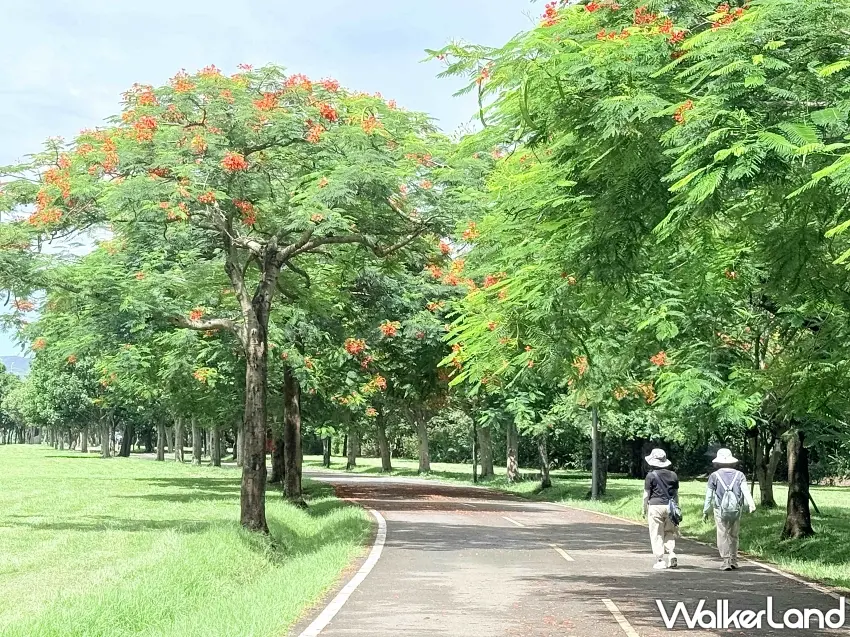 ▲飄落的花瓣如天然紅毯般鋪滿步道,吸引民眾前來散步感受浪漫氛圍。 圖/新北市政府高灘地工程管理處提供;窩客島編輯李維唐整理