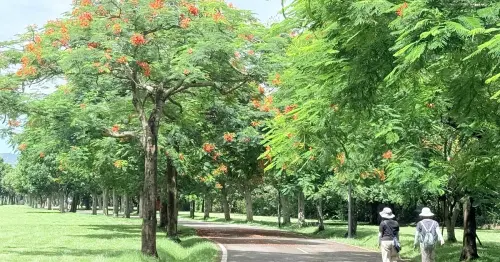 板橋河濱賞花秘境！新海橋至大漢橋鳳凰木大爆發，浪漫漫步與騎單車一日遊指南。