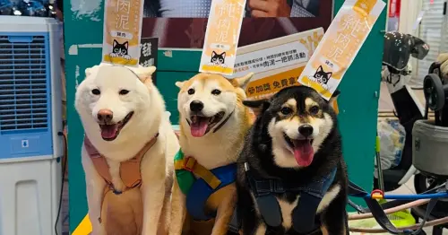 夜市娃娃機居然不夾娃娃！逢甲與寧夏夜市爆紅快閃，挑戰抓走化學成分免費爽帶1年份汪喵純肉泥回家
