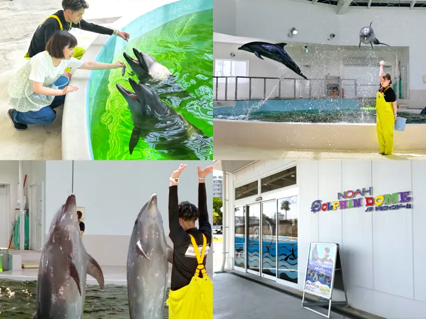 ▲小朋友也能參加餵海豚體驗,4歲以下兒童須由家長陪同。