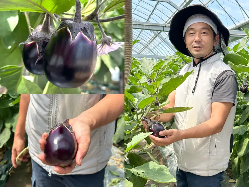 ▲水茄子不只圓滾滾的外型超可愛,還含有具抗氧化作用的多酚,是營養滿分的優等生!