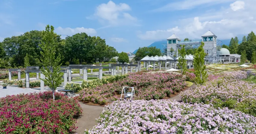 秋天東京近郊賞花新景點！群馬花卉公園雙慶典登場，夜間點亮十萬輪鮮花投影，還能親手採摘限量黃色玫瑰與體驗溫暖焚火