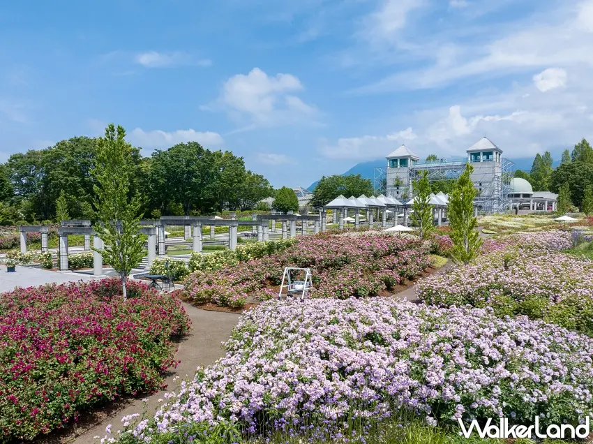 ▲晴朗藍天下的群馬花卉公園加(ぐんまフラワーパークプラス),園區內盛開著各式色彩繽紛的秋季花卉與玫瑰,交織出遼闊且充滿詩意的歐風花園美景。圖/ぐんまフラワーパークJV提供;窩客島整理