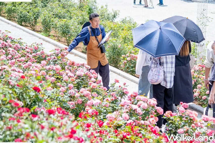 ▲在「秋薔薇週」期間發起的「園丁導覽行程(ガーデナーツアー)」,由專業園丁親自帶領走訪園區,深入解說秋季花卉與玫瑰的生長奧秘。圖/ぐんまフラワーパークJV提供;窩客島整理