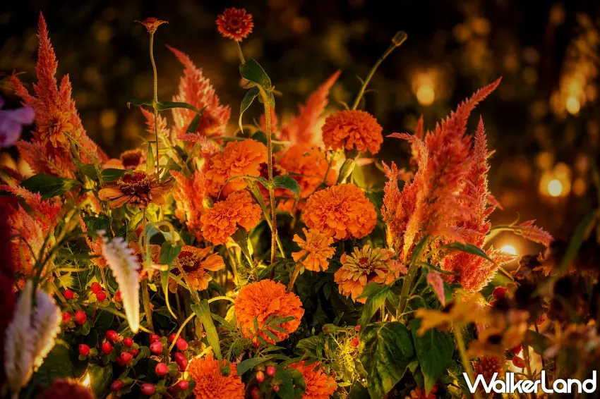 ▲夜間點燈下的萬壽菊、百日草與雞冠花,在暖色燈光的烘托下綻放出極具層次感且溫暖鮮豔的秋日色彩。圖/ぐんまフラワーパークJV提供;窩客島整理